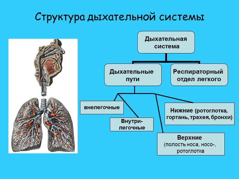 Структура дыхательной системы Верхние  (полость носа, носо-,  ротоглотка Нижние (ротоглотка,  гортань,